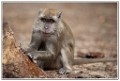 macaque (6)